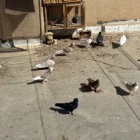 کفترای پرشی به شرط همه چی یجایی|پرنده|قم, گلزار|دیوار