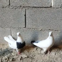 کبوتر|پرنده|آبدانان, |دیوار