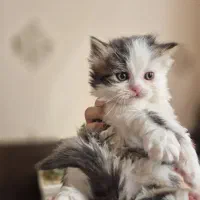 واگذاری گربه پرشین