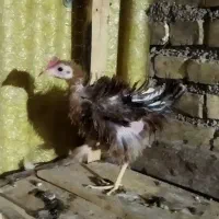 خروس|حیوانات مزرعه|شوشتر, |دیوار