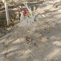 خروس گلین جوان|حیوانات مزرعه|مشهد, موسوی قوچانی|دیوار