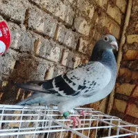 حمیدیه جاده پادگان|پرنده|حمیدیه, |دیوار