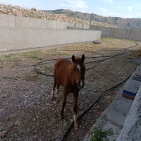 اسب کره نریان 4 ساله نژاد اصیل ایران (عرب)