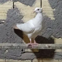 جوجه دم زرد