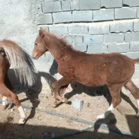 مادیون و کره اسب