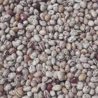 فروش لوبیا چیتین ولوبیا اش