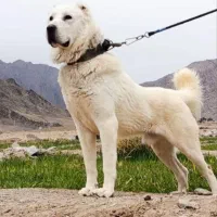 الابای نر نگهبان