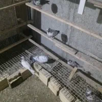 ۱۰ عدد کبوتر پرشی و خیلی خوب ۱۵۰۰|پرنده|شهریار, شهرک نماز (دینار آباد)|دیوار
