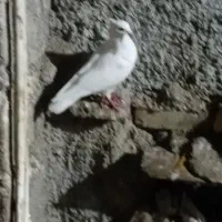 فروش کفتر موشی