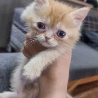 گربه بریتیش