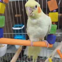 واگذاری انواع طوطی سانان  می‌پذیرم