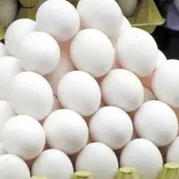 پخش مستقیم تخم مرغ