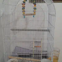 قفس انواع پرنده