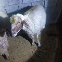 قوچ نر بز قاطر