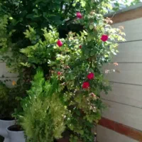 خانه ویلایی دارای ۳ اتاق خواب مبله با تمام امکانات