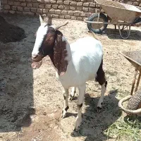 بزغاله ماده پاکستانی