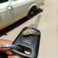 وانت تلفنی|خدمات حمل و نقل|اهر, |دیوار