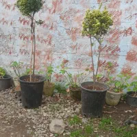 بصورت محدود و زیبا و در گلدانهای بزرگ و خاکی غنی