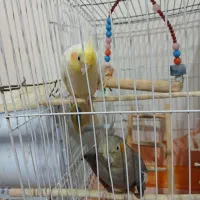 عروس هلندی