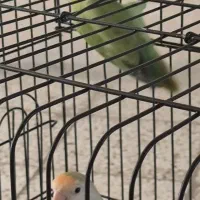 طوطی برزیلی