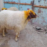 قوچ کاور ورن