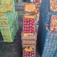 خرید میوه تره‌بار سیب پرتقال نارنگی گوجه خیار پیاز|خدمات باغبانی و درختکاری|تهران, میدان میوه و تره‌بار مرکزی|دیوار