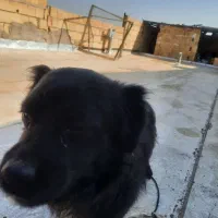 سگ پاکوتاه خانگی|سگ|تاکستان, |دیوار