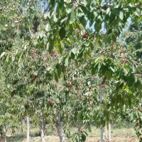 گیلاس درجه یک
