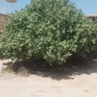 خانه-بزرگ-ویلایی-با-سند-تک-برگ