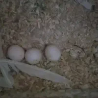 عروس هلندی سخنگو و تخم گذار|پرنده|آستارا, |دیوار