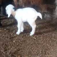 بز ننه بالا دو دندان جوان|حیوانات مزرعه|اردبیل, |دیوار