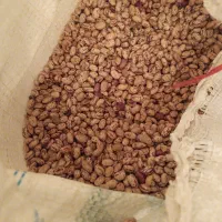لوبیا چی تی