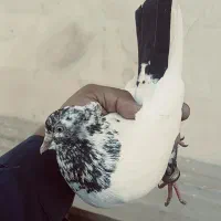 کفتر خوب واسه پرش یا جوجه گیری