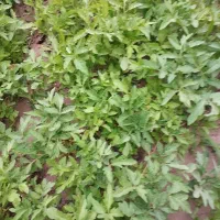 نهال گوجه فلفل شیرین و تند به قیمت مناسب