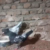 کبوتر  کله و کله دم|پرنده|گالیکش, |دیوار