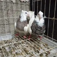 دوجفت طوقی|پرنده|چمران, |دیوار