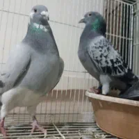 کبوتر سبز آلمانی پلاکی. سفید آلمانی. ساده|پرنده|مشهد, کارمندان دوم|دیوار