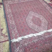 فرش بسیار زیبا وخوش نقش|فرش|ایجرود, |دیوار