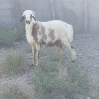 بره نرتخمی