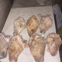 کله پاچه بره و شیشک پاچه گوساله و سیرابی|خوردنی و آشامیدنی|خمینی‌شهر, |دیوار