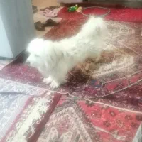 سگ نر پاکوتاه واسه فروش