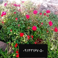سیمکارت رند همراه اول