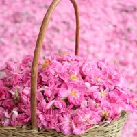 فروش عرقیات گیاهی