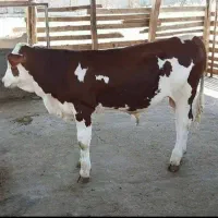 گوساله های قطع شیر در وزنهای مختلف