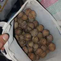 گردو کلات درجه 1