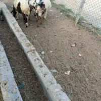 غوچ سه‌رنگ