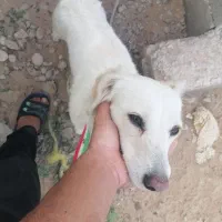 بوجی|سگ|آبپخش, |دیوار