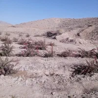 باغ زرشک نهال ۵ ساله همراه ۵ساعت|فروش زمین و ملک کلنگی|قائن, |دیوار