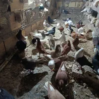 پرشی|حیوانات|نیشابور, شهرک اردسمان|دیوار