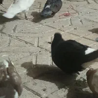 کلاغ ماده|پرنده|نیشابور, بنیاد شهید|دیوار